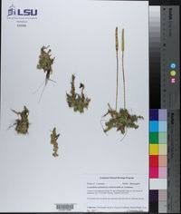 Image result for Lycopodiella caroliniana