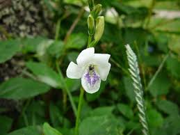 Image result for Asystasia vogeliana