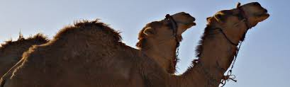Flowers name in hindi , vegetable names in hindi. Castration Gelding Project Stichting Dalel