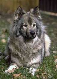 Eurasiers 13 By Stevie Veveris Snow Dogs Dog Photos Fluffy Dogs