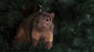 Christmas vacation squirrel quote squirrel christmas vacation quote. Squirrels In The Attic As Bad As Bats In The Belfry Platte River Radio