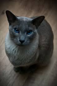 Check spelling or type a new query. Blue Point Siamese Cat Siamese Cats Blue Point Beautiful Cats Burmese Cat