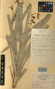 Image result for Hypolytrum heteromorphum