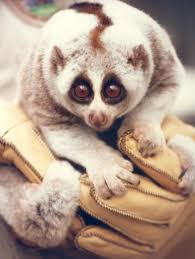 All species of slow lorises are supposed to be protected by local laws in southern asia and by the convention on an ongoing pet trade would really push lorises to the brink of extinction, rattel says. Conservation Of Slow Lorises Wikipedia