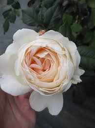 Sweet fruity scent like wild rose shrubs. Kletterrose Uetersener Klosterrose Rosa Uetersener Klosterrose Cremefarbend Duft Tantau Rose