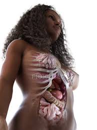 .woman, anatomy of the abdomen woman, anatomy of woman's left abdomen, anatomy of woman's lower abdomen, human anatomy, anatomy of diagram female human anatomy diagram, human anatomy diagram back view organs, human anatomy diagram bones, human anatomy diagram for. Female Abdominal Organs Computer Illustration Human Anatomy Digestive System Stock Photo 312137244