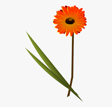 Plant Flower Sunflower Gerbera Flower Free Vector Hd Png Download Transparent Png Image Pngitem Download the free graphic resources in the form of png, eps, ai or psd. plant flower sunflower gerbera flower