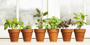 We did not find results for: How To Grow An Indoor Herb Garden Indoor Gardening Tips