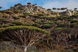 The dragon blood trees growing on the mountain plateau is an alien landscape for sure. Dragon S Blood Tree Dracaena Cinnabrai Uses Dragon S Blood Tree Dracaena Cinnabari