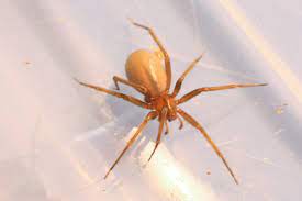 This spider does have a bad reputation for a poisonous bite. How Is A Brown Recluse Spider Like A Samurai Swordsmith William Mary