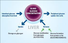 People With Health Issues Diabetes Mellitus Isomaltulose