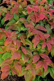 Fire Power Nandina Shrub Winter Plants Shade Plants Garden Shrubs