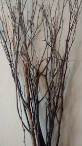 Birch Branches For Sale Uk Pin On Birch Branches