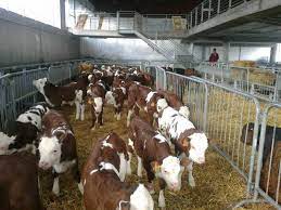 We did not find results for: Vand Vitei Si Vitele Rasa Valdostana