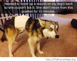Scared Dog Face Funny Pictures Awesome Pictures Funny Images And Pics Funny Animals Funny Dogs Cute Funny Animals