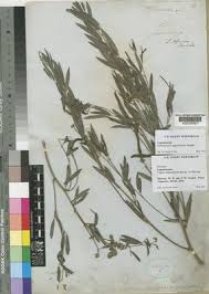 Image result for Sphenostylis