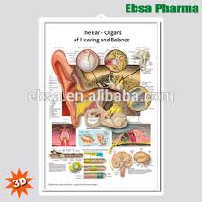 Educational Plastic 3d Medical Anatomical Wall Chart For Anatomy Of The Ear Buy 3d Chart Medical Wall Chart Anatomy Of The Ear Product On