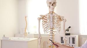 • the axial skeleton consists of the skull, vertebral column, ribs and sternum. The Best Human Skeleton Model Chicago Tribune