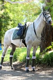 Equestrian Stockholm Spring Olive Horses Equestrian Equestrian Helmet