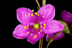 Image result for Talinum portulacifolium