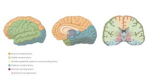 Anterior cerebral artery syndrome refers to symptoms that follow a stroke occurring in the area normally supplied by one of the arteries. Cerebrovascular System Amboss