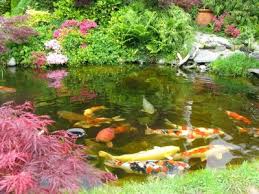 Regarding what kind of salt to use in your koi pond, avoid table salt and any iodized salt. Plants For Koi Ponds Lovetoknow