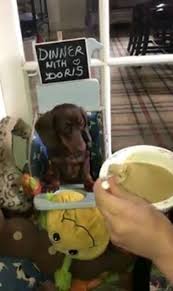 Adorable Dachshund Has To Sit Upright In High Chair To Eat Her Food Or She Would Starve To Death Mirror Online