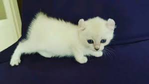 cins kedi sahiplendirme panosundaki pin