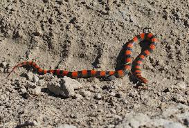 There are heat sensory 'pits' on each side of the snake's head between the nostrils and eyes. Western Ground Snake Facts And Pictures