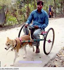 Indian Dog Cart Funny Pictures Man And Dog Funny Animal Pictures