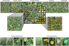 See what employees say it's like to work at w. Flowers Leaves Or Both How To Obtain Suitable Images For Automated Plant Identification Plant Methods Full Text