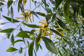 Image result for Acacia auriculiformis