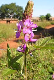 Image result for Desmodium