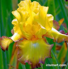 Tall Bearded Iris Bold Vision Iris Flowers Iris Garden Bearded Iris