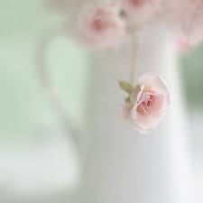 So Pretty La Vie En Rose Belles Fleurs Fleurs