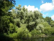 Vrbe , koje se nazivaju i vrbovi i osiers , čine rodsalix , oko 400 vrsta od lišćarskih drveća i grmlja , pronađene . Silber Weide Wikipedia