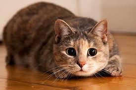 Although such whisker shedding is normal, intensive shedding may be a sign of some. 7 Cool Facts About Cat Whiskers Catster