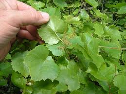 Image result for Vincetoxicum monticola