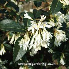 Small white flowering shrubs uk. Osmanthus Planting And Growing Shrubs