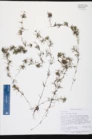 Image result for Najadaceae