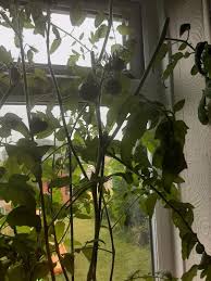 Image result for BLACKFLY ON TOMATO PLANTS