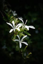 Image result for Turraea obtusifolia