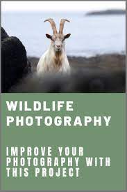 One Tip To Improve Your Wildlife Photography Skills In This Video Tips Wildlife Photography Wildlife Photography Tips Wildlife Photography Photography Tips