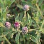 Image result for Erlangea