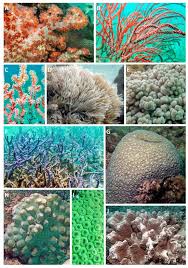 Image result for Selago lacunosa