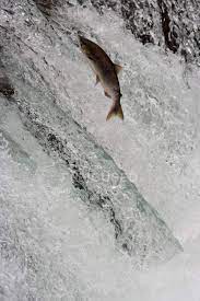 For example, in the lower fraser river, use of floodgates can affect the complexity of upstream habitats and fish communities and the abundance of juvenile salmon populations. Salmon Swimming Upstream Water Animal Behaviour Stock Photo 126613278