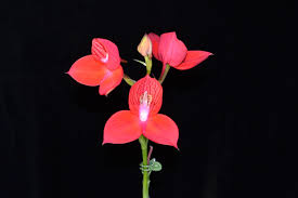 Image result for Disa brevicornis