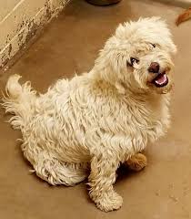 Maybe you would like to learn more about one of these? Adopt Yuma On Petfinder Animal Shelter Pet Adoption Pets