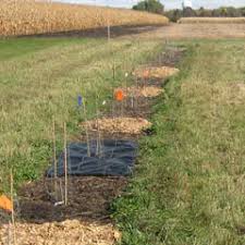 Cornell department of natural resources extension web site providing a stepwise approach to weed management. Options For Weed Control In Hazelnut Plantings Cias Research Brief 98 Center For Integrated Agricultural Systems