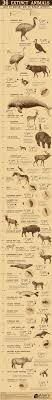 36 Animals That Became Extinct Due To Human Activity Coolguides Extinct Animals Extinction Ancient Animals